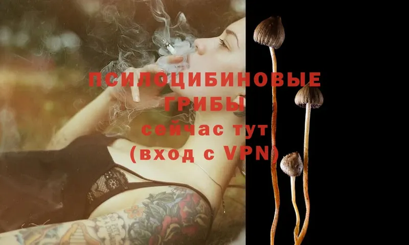 Псилоцибиновые грибы Psilocybe  Северодвинск 